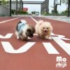 สวัสดีค่ะหนูชื่อน้องโมชิ Moshi และน้องโมจิ Moji ค่ะ ยินดีต้อนรับพี่ๆทุกคนที่เข้ามาเยี่ยมชมบ้านของพวกเรานะคะ ไปซนกัน งั้มมมๆ....