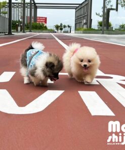 สวัสดีค่ะหนูชื่อน้องโมชิ Moshi และน้องโมจิ Moji ค่ะ ยินดีต้อนรับพี่ๆทุกคนที่เข้ามาเยี่ยมชมบ้านของพวกเรานะคะ ไปซนกัน งั้มมมๆ....